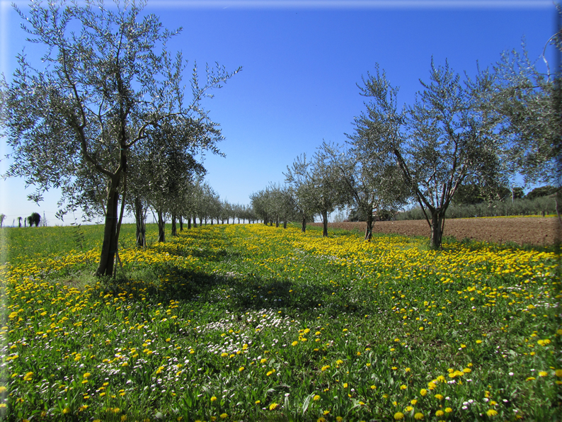 foto Paesaggi Collinari in Primavera